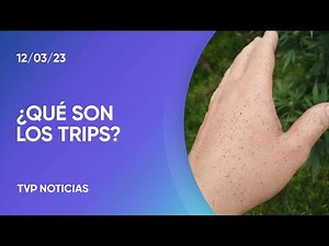¿Qué son y cómo se combate a los “bichitos negros” que invadieron el AMBA?
