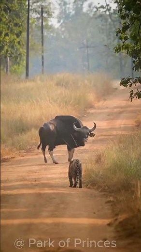 Red Bull Logo Secret Meet the Real Animal Behind It!