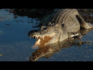 Saltwater crocodiles have the STRONGEST bite in the animal world | Oceana