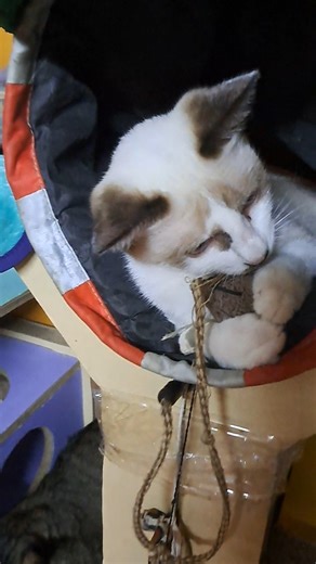 36K views · 1.3K reactions | Cute Siamese kitten playing in tube toy - Sassy gets cat love from Daddy #kittenplay #kittens #kitten #cats #kittensofinstagram #cat #of #kittenlove #catsofinstagram #catlife #catstagram #catlovers #instagram #kittenlovers #catlover #kittenlife #world #petplay #ddlg #bdsm #kitty #kittenplaycommunity #cute #meow #catlove #bdsmcommunity #kittycat #kittenoftheday #catgirl #catoftheday | The CAT Diaries | Facebook