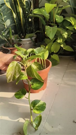 #moneyplant cutting propagation #shorts #shortsfeed #indoorplants #plantcare #plants #garden#cutting