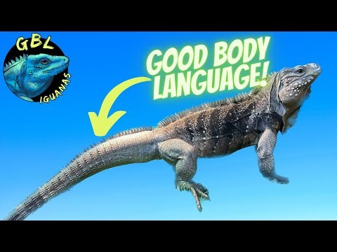 ALL ABOUT CYCLURA (ROCK IGUANA) BODY LANGUAGE!