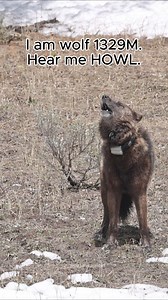 As a follow up to a recent article that was published by Wyofile and Mountain Journal, I wanted to share this video once again. Take a listen to this bone chilling howl from 1329M taken on May 5, 2022 just weeks before he was left in an unchecked trap to suffer and eventually die. Click this link to read the story. https://l.facebook.com/l.php?u=https://bit.ly/4oGBHpQ?fbclid=IwZXh0bgNhZW0CMTAAYnJpZBExbDJiWFFXZzZScll0VGhtMHNydGMGYXBwX2lkEDIyMjAzOTE3ODgyMDA4OTIAAR4GqqbuYJlQh-dbkbAAem53CUW2zPUXGL80