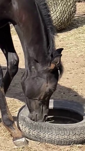 1.2K views · 1.1K reactions | ✨✨✨Foals & new Things ✨✨✨ ˜”*°•  They...