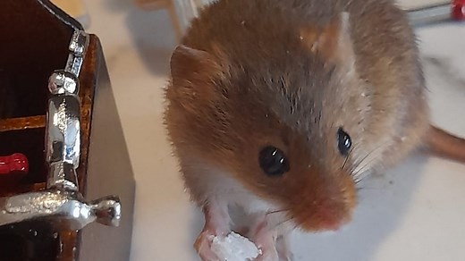 Meet Mr Jingles, the TikTok famous mouse