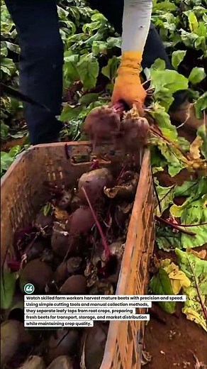 Beet Harvesting in Action: Fast Manual Root Crop Collection! #BeetHarvest #FarmWork #Agriculture