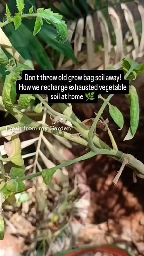 Gardening Hack: Reviving Used Potting Soil Naturally | Organic Soil Boost for Grow Bags