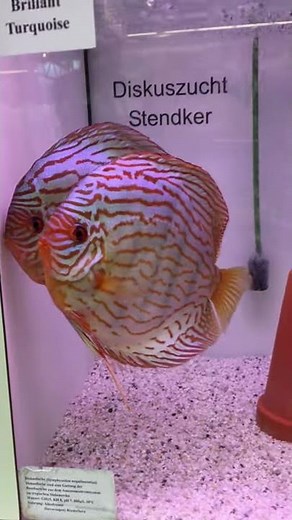 🐟 Poissons exotiques d'eau douce - Discus Stendker Brillant Turquoise d'élevage allemand