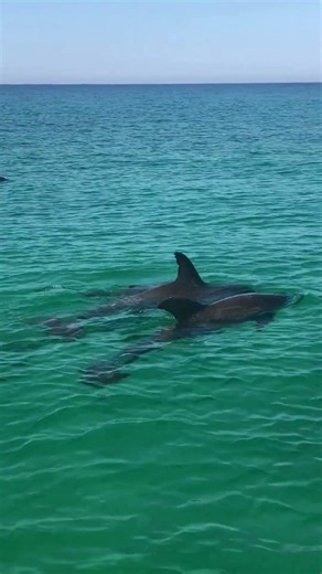 Dolphins Escort My Paddleboard 🐬 | You Won’t Believe How Close They Got