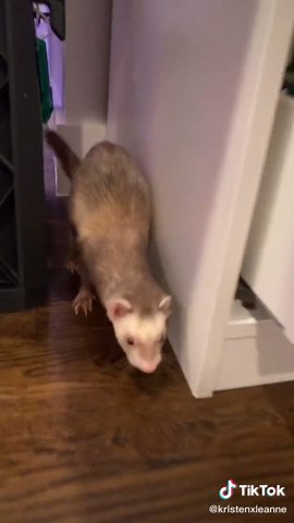Captain Pickles losing his mind 😭🤣 Show me your pets with this soundtrack #ferrets #pets #kristenleanne