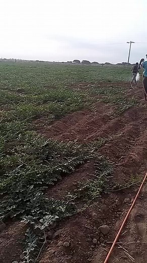 Pesticide Application in Rural Agriculture