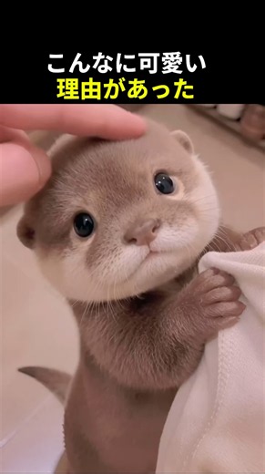 The Secret Behind an Otter That Won't Leave Its Owner's Side