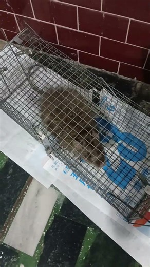 台北鼠患有這種水之呼吸吼叫聲嗎!!?