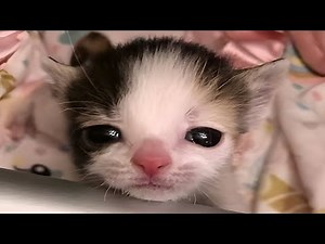 Cats With One Brain Cell Left