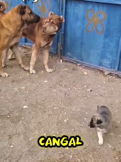 Kangal Turco: ¿Por qué la mirada extraña del can hacia el cachorro?