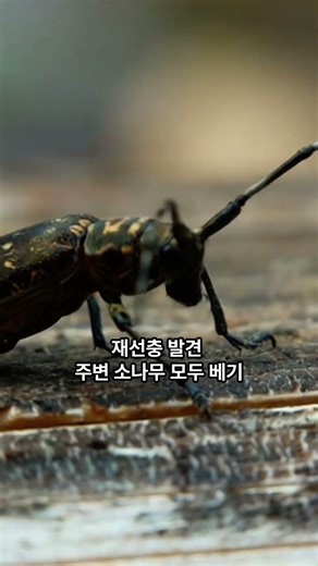 '25년의 춤 그리고 1조원, 소나무재선충' #소나무재선충 #수종전환 #산림청 #방제예산 #소나무 #산림정책 #산림일보