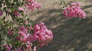 Crepe myrtle plant (Lagerstroemia speciosa). Shots of blossoms, flowers. Great pink colors, pink flowers. Crepe myrtle flower