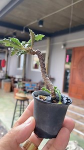 7.1K views · 106 reactions | Euphorbia decaryi Bonsai landscape #Bonsai #Succulent #Euphorbia #มุมแต่งบ้าน #บ้านและสวน #สร้างคลิปreels #plant #green #reelsfb #reelsviral #บอนไซ #พืชทะเลทราย #ไม้อวบน้ำ | รุ่งอรุณ วาไรตี้ | Facebook