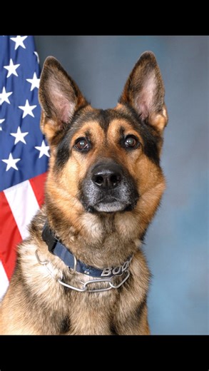 Please welcome K-9 “Bodhi” to the Project K-9 Hero Pack, as our 334th Program Member. K-9 Bodhi honorably served with the Prince William County Police Department, in the State of Virgina, from 2016 to 2025, as a Narcotics Detection K-9 assigned to the DEA/HIDTA Mass Transit Interdiction Task Force. K-9 Bodhi is a ten-year-old German Shepherd, that spent nine years serving as his community. An estimated summary of his seizures are: - Over 1,000 pounds of marijuana - 50 pounds of methamphetamine -