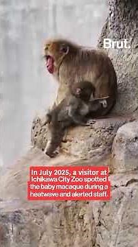 This baby macaque, Punch, left social media in tears and drew crowds to the zoo. Here’s his story...