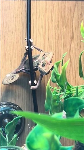 Bro thinks he’s Spiderman