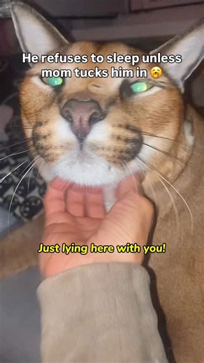 Big Floppa / Большой Шлёпа on Instagram: "Our cat Gosha might be a big boy but he still waits for mom to tuck him in so he can sleep peacefully 🥱 #viral #sleepyhead #cats_of_instagram"