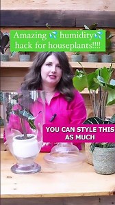 Renter friendly humidity hack I use on my needy #alocasia and #calathea 💦 If you can’t handle