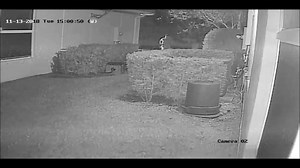 4.2K views · 36 shares | ATTENTION – The individuals in this video are believed to have information in reference to a current investigation. We are asking for the public’s help. If you or someone you know can identify either person(s) of interest, please contact Detective Cassini (954) 346-1251 or email: acassini@coralsprings.org. | Coral Springs Police | Facebook