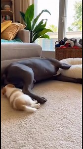 987K views · 10K reactions | Bro just woke up and launched the puppy into another dimension  #AmericanBully #BullyLife #DogTok #PuppyFails #FunnyDogs #USAPets #DogReels #BullyNation #PetComedy #ViralDogVideo #DogHumor #PetTok #BullyWorld | Bully King America | Facebook