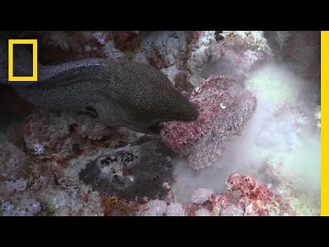 The Battle Between Eel and Stonefish Is One-Sided | National Geographic