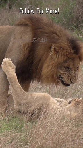 #Missionary Style! I have seen it all now 😂 Check out this rather unusual mating style captured by our very own #wildographer & #rockfigsafarilodge super guide #ChristofSchoeman #Wildography #timbavati #lionslover #lions #bigcatsoftiktok #wildcats #safari #africayravel #fyp #foryou