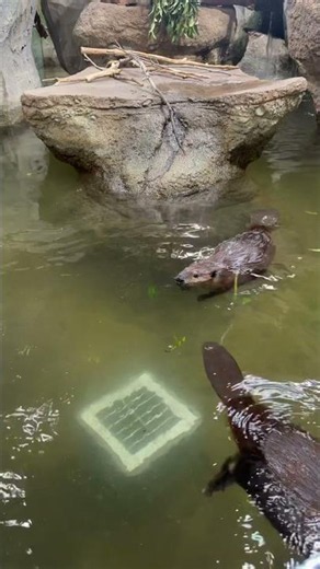 🦫🦫 #ビバ活 #americanbeaver #zoo #beaver #cute #アメリカビーバー #animals #ビーバー #cuteanimals