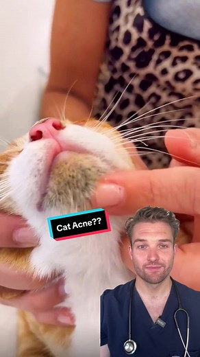 Cat Acne: Understanding and Treating Your Feline's Skin Issues