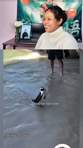 Kabutar Nahi Bhai Ye To Penguin Hai 😂🐧 #penguin #funnyanimals #animalcomedy #desidubbing #viral