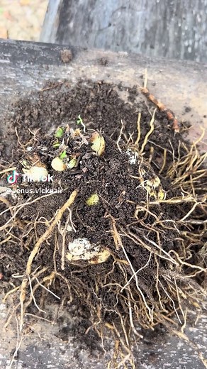 Dividing Asiatic Lily Plants for Bigger Blooms