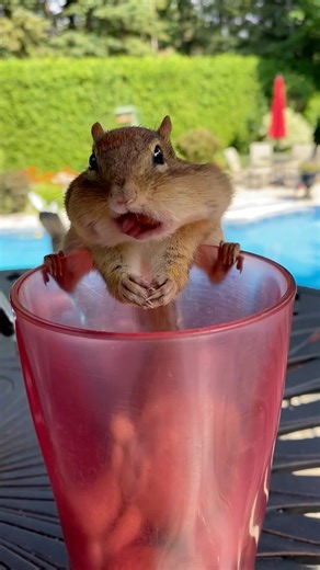 Diggin for gold 🌰 🐿️ Claude / 🧑‍🎨 Claude Monet #throwback #chipmunk #funnyanimalvideos | Van Gogh the Chippy