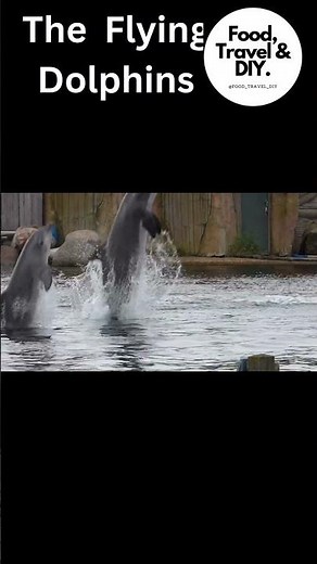 Dolphin Show | Bottlenose Dolphins | Marine Life