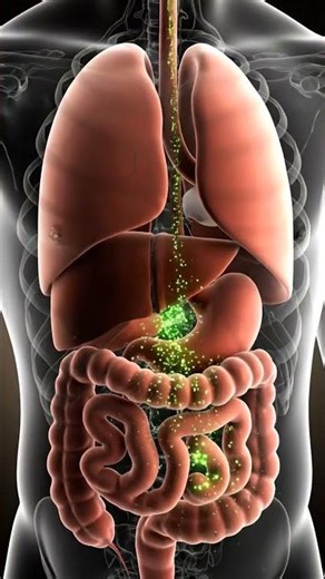 What Happens Inside Your Body After Drinking Green Tea 🍵 | 3D Digestive Animation #shorts