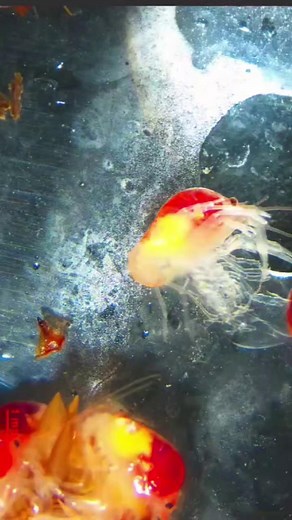They grow up so fast! These baby Big Sandy Crayfish are going through their first molt. You can see the first individual is having a little trouble but got it eventually and was able to rejoin its siblings. We are propagating these animals with our partners Virginia Department of Wildlife Resources and WLU Crayfish Lab. #BigSandyCrayfish #CrayfishCare #AquaticLife #FreshwaterCrustaceans #MoltProcess #CrustaceanLovers #BabyCrayfish #WildlifePhotography | White Sulphur Springs National Fish Hatche