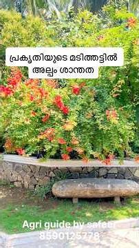 Blooming paper flowers and this stone bench - a place that is at peace #shortsfeed #gardening