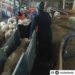 1.2K views | Weighing lambs in the #CombiClamp on weaning day.  : @circlerlamb #Farming #Lambs #Lambing #Weighing #Weaning #Agriculture | Ritchie Agricultural | Facebook