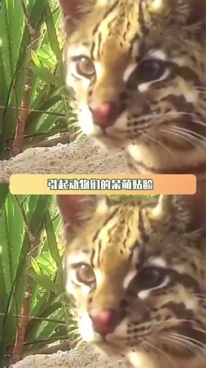 美洲狮这叫天生镜头感 你们懂不懂啊 #动物世界纪录片 #美洲狮 #动物 #摄像机 #鹅滴神片