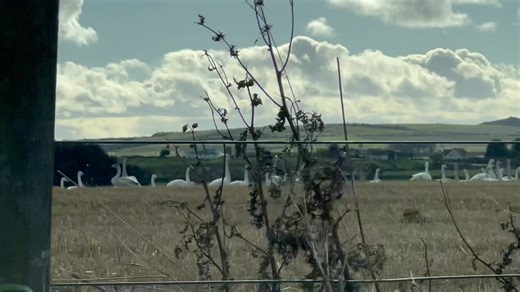 2.6K views · 33 reactions | As part of the Speyside Wildlife AGM this week we had a days birding. Based in Strathpeffer then exploring some of the local coastal spots. Sound on for a commentary. It was nice to see everyone and great to share some new ideas for the future. #Birding #Scotland | Speyside Wildlife | Facebook