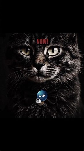 Before & After: Cat Transformation Magic!🐈 #shorts