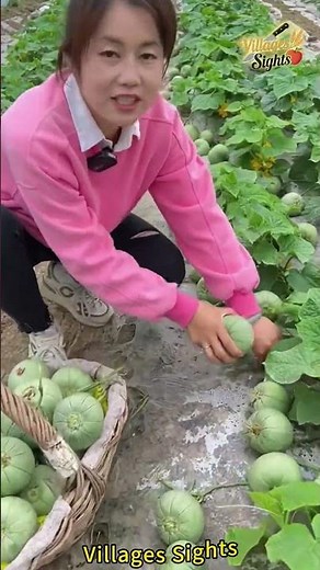 Jade melons are sweeter than first love, easy to grow, and have a high yield.