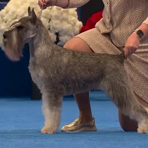 Amazing Standard Schnauzer in dog show #standardschnauzer | 7Dogs