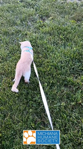 7.9K views · 158 reactions | Adoptable adventure-buff Orange Julius...