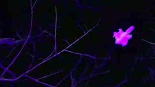 Flying squirrels glow in bright pink as they glide between tree tops at night in Ontario forest