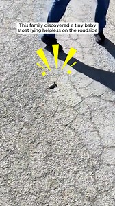 278K views · 9.1K reactions | This family found a tiny baby stoat lying helpless on the road and then ... #babyanimal #stoat | AnimalLove Stories | Facebook