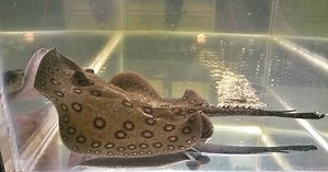 Freshwater stingray found to munch tough food just like a goat